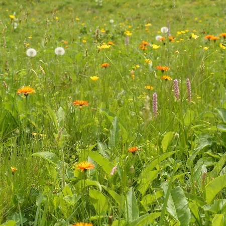 Himmlisch Urlauben St. Nikolai Sankt Nikolai im Sölktal