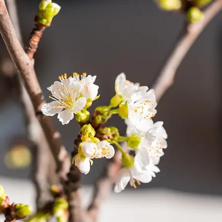 Himmlisch Urlauben St. Nikolai 公寓 Sankt Nikolai im Sölktal