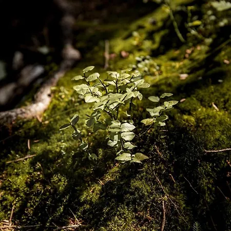 Himmlisch Urlauben St. Nikolai 公寓