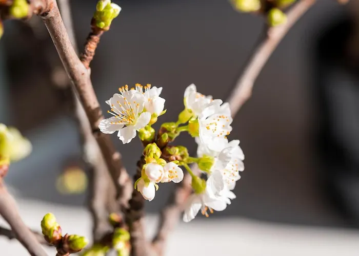 Himmlisch Urlauben St. Nikolai Апартаменты Sankt Nikolai im Solktal