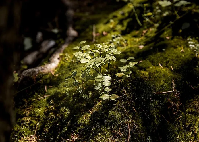 Himmlisch Urlauben St. Nikolai Апартаменты